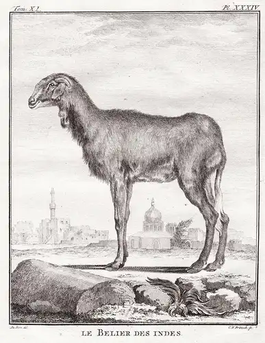 Le Belier des Indes - Indisches Schaf Indien India Mouton sheep Widder Ovis aries Schafe ovines / Tiere animal
