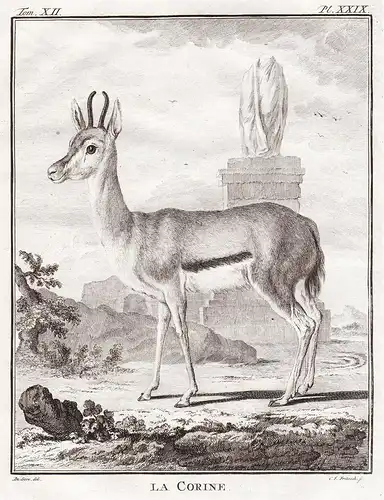 La Corine - Antelope corinna / Antilope / Tiere animals animaux