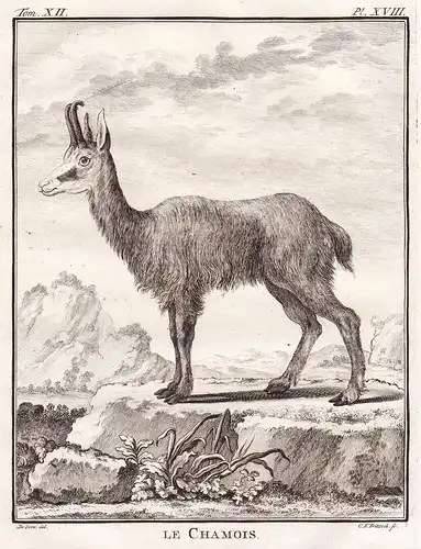 Le Chamois - Rupicapra Gämsen chamois / Tiere animals animaux