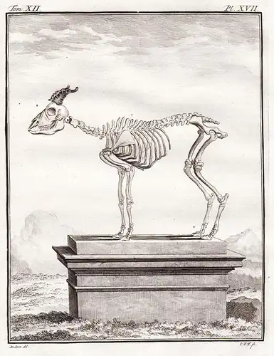 Pl. XVII - Ibex Steinbock / Skelett skeleton / Tiere animals animaux