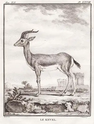 Le Kevel - Kevel Antelope / Antilope / Tiere animals animaux