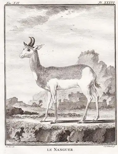 Le nanguer - antelope / Antilope / Tiere animals animaux