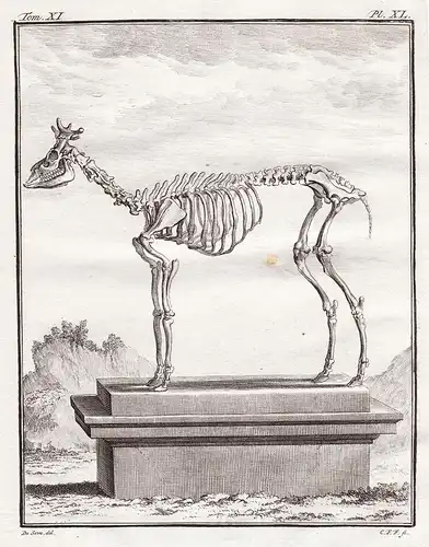 Pl. XL - Axis deer Axishirsche Hirsche / Skelett skeleton / Tiere animals animaux