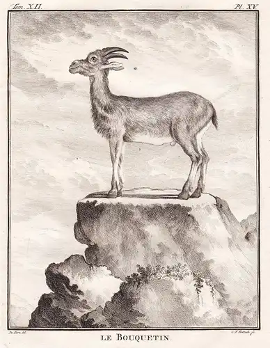 Le Bouquetin - Ibex Steinbock / Tiere animals animaux