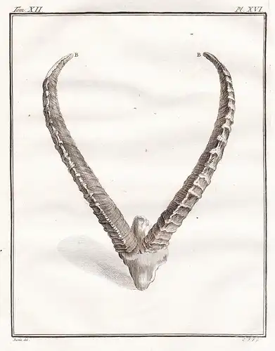 Pl. XVI - Ibex Steinbock / Geweih antlers / Tiere animals animaux