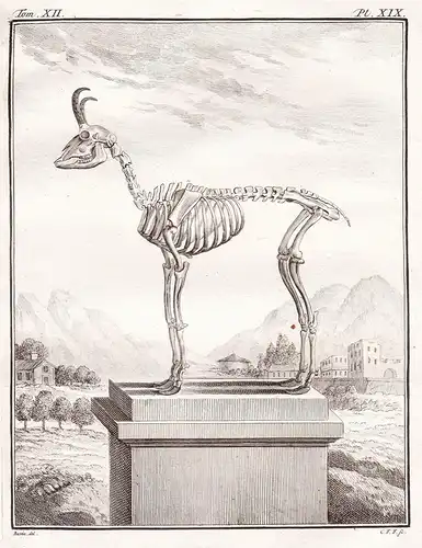 Pl. XIX - Rupicapra Gämsen chamois / Skelett skeleton / Tiere animals animaux