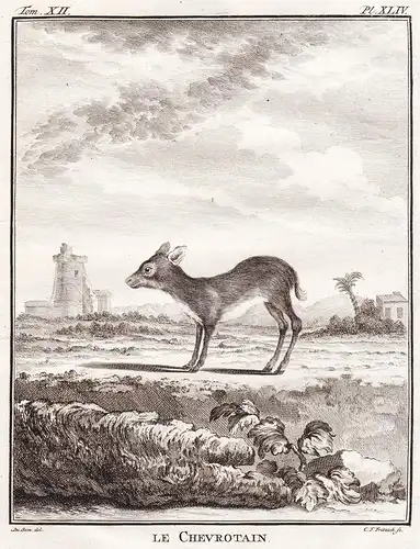 Le Chevrotain - mouse-deer Hirschferkel / Tiere animals animaux
