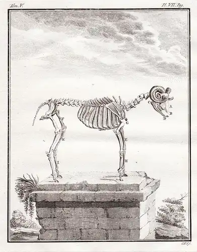 Le Belier - Ram Bélier sheep / Skelett skeleton / Tiere animals animaux