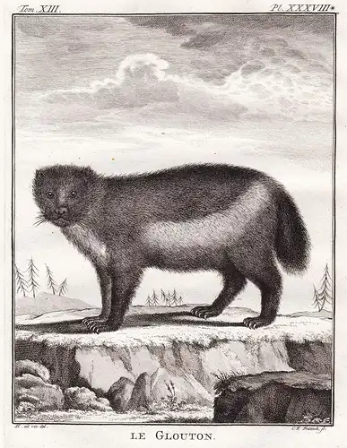 Le Glouton - Vielfraß wolverine Marder / Raubtier predator / Tiere animals animaux