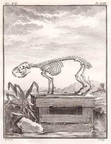 Pl. LIII - Capybara Wasserschwein cabiaï / skeleton Skelett / Tiere animals animaux