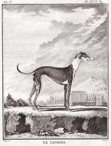 Le Grand Danois - Great Dane dog Deutsche Dogge Hund Hunde dogs chien / Tiere animals animaux