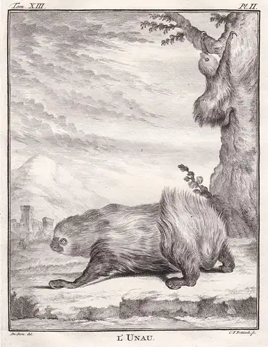 L'unau - Linnaeus's two-toed sloth Zweifingerfaultier Faultier sloths / Tiere animals animaux