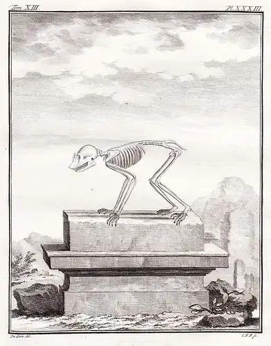 Pl. XXXIII - Loris / Skelett skeleton / Tiere animals animaux