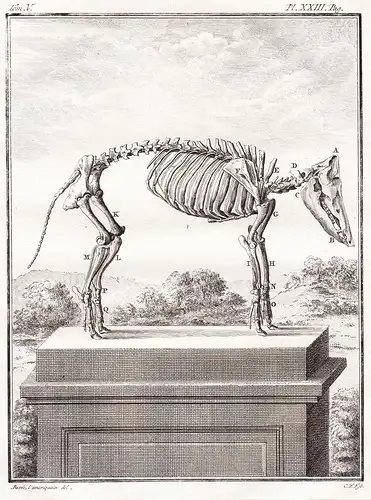 Pl. XXIII - cochon pig Schwein / skeleton Skelett / Tiere animals animaux