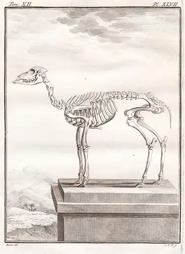 Pl. XLVII - cariacou Hirsche Deer Central South America / skeleton Skelett / Tiere animals animaux