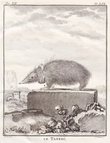 Le Tanrec - Tenrek Tanrek hedgehog Igel Madagascar / Tiere animals animaux