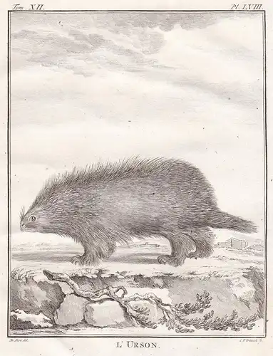 L'Urson - Stachelschwein porcupine porc-épic / Tiere animals animaux