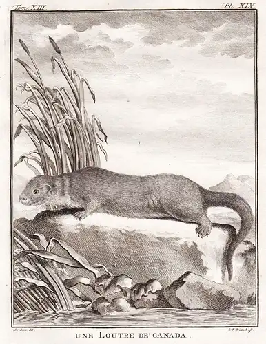 Une Loutre de Canada - Otter Canada Kanada / Tiere animals animaux