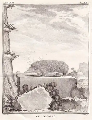 Le Tendrac - Igel Tenreks Tanreks tenrec Hedgehog / Tiere animals