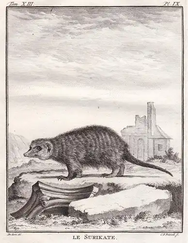 Le Surikate - Meerkat suricate Erdmännchen / Tiere animals animaux