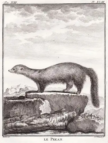 Le Pekan - Fisher Pekan Fischermarder / Tiere animals animaux