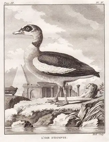 L'oie d'Egypte - Egyptian goose Nilgans Ouette d'Égypte / Vögel birds Vogel bird oiseaux