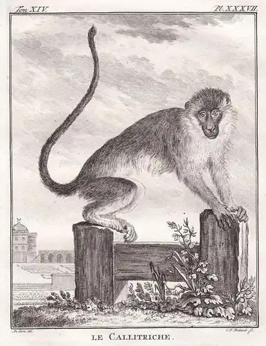 Le Callitriche - Westliche Grünmeerkatze Green monkey / Affe monkey Affen monkey singe Primate primates / Tier