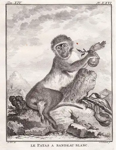 Le Patas a bandeau blanc - Patas wadi monkey Husarenaffe / Affe monkey Affen monkey singe Primate primates / T
