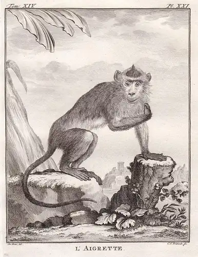 L'Aigrette - Makak Makaken macaque / Affe monkey Affen monkey singe Primate primates / Tiere animals animaux