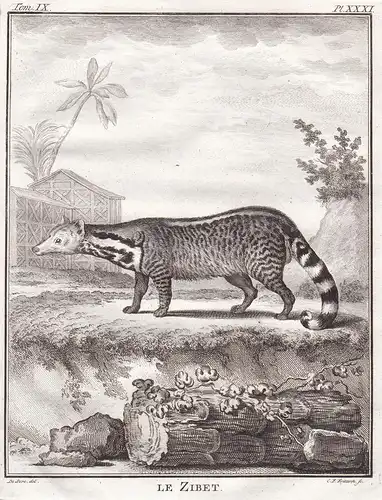 Le Zibet - Civet Zibetkatze / Tiere animals animaux