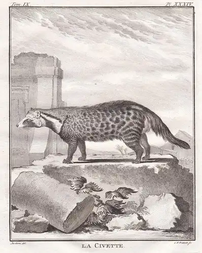 La Civette - Civet Zibet Zibetkatze / Skelett skeleton / Tiere animals animaux