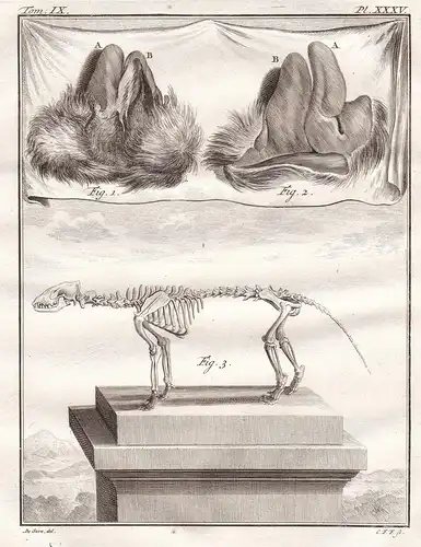 Pl. XXXV. - Civet Zibet Zibetkatze / Skelett skeleton / Tiere animals animaux