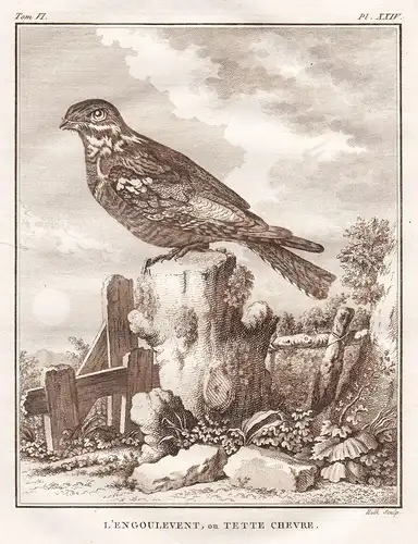 L'Engoulevent ou Tete-Chevre - Nachtschwalben Caprimulgidae Schwalbe swallows / Vogel Vögel birds bird oiseaux