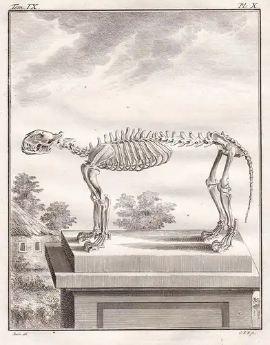 Pl. X. - Tiger tigre / Raubkatze / Skelett skeleton / Tiere animals animaux