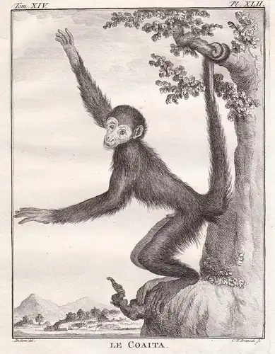 Le Coaita - Red-faced spider monkey Rotgesichtklammeraffe / Affe monkey Affen monkey singe Primate primates /