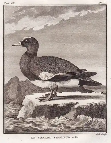 Le canard siffleur male - Pfeifente Eurasian wigeon / ducks Ente Enten / Vögel birds Vogel bird oiseaux