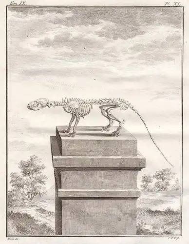 Pl. XL - genet Kleinfleck-Ginsterkatze / Skelett skeleton / Tiere animals animaux