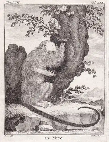 Le Mico - marmoset Seidenäffchen / Affe monkey Affen monkey singe Primate primates / Tiere animals animaux