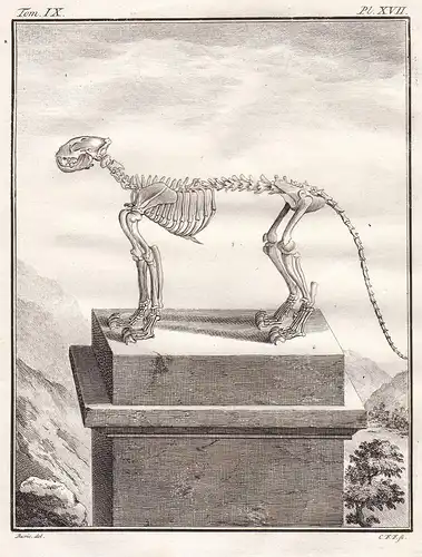 Pl. XVII - Leopard Panther Panter Raubkatze / Skelett skeleton / Tiere animals animaux