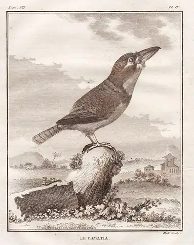 Le Tamatia - puffbird Faulvögel / Vogel Vögel birds bird oiseaux oiseau