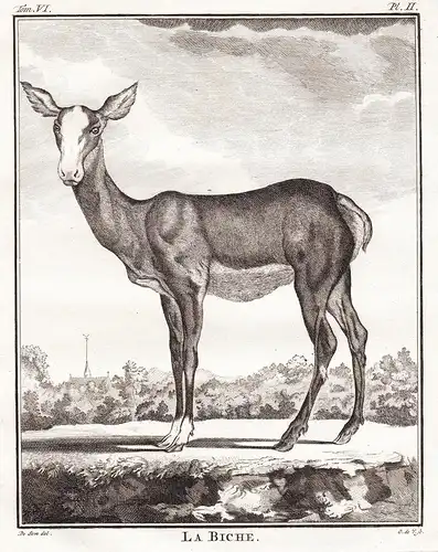 La Biche - Damhirschkuh doe deer / Tiere animals animaux / Jagd hunting