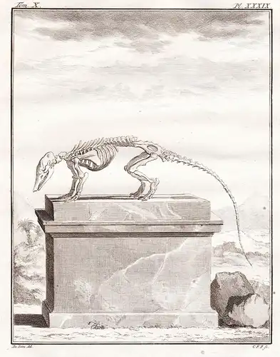 Pl. XXXIX - Cachicame Armadillo Tatou Gürteltier Gürteltiere / Skelett skeleton / Tiere animals animaux