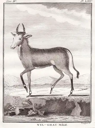 Nyl-Ghau Male - Nilgaiantilope Nilgai Nilgauantilope Antelope Antilope Garzelle gazelle / Tiere animals animau