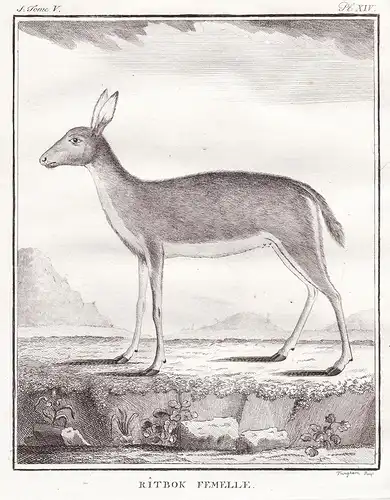 Ritbok Femelle - Reh deer Antelope Antilope Garzelle gazelle / Tiere animals animaux
