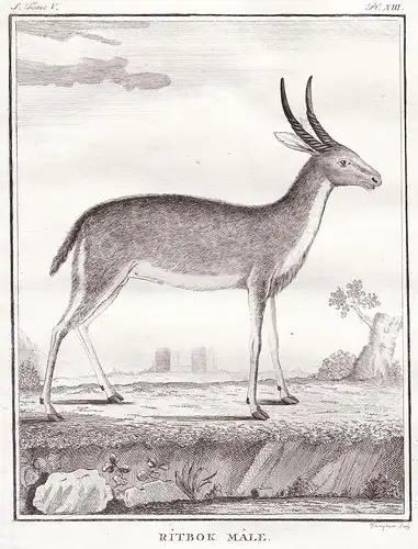Ritbok Male - Reh deer Antelope Antilope Garzelle gazelle / Tiere animals animaux