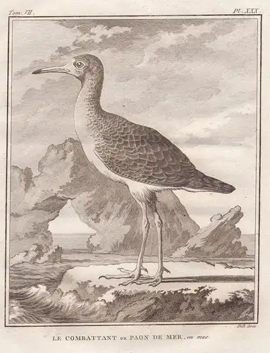 Le combatant ou paon de mer, en mue - Kampfläufer Ruff Combattant / Vogel Vögel birds bird oiseaux oiseau