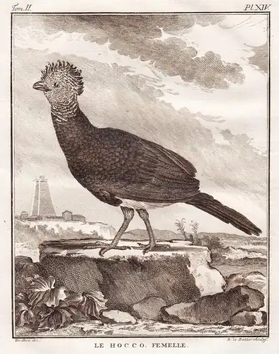 Le Hocco femelle - Curassow Hocco / South America Südamerika / Vogel Vögel birds bird oiseaux oiseau