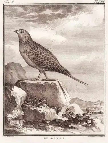 Le Ganga - Flughühner Sandgrouse Pterocliformes / Vogel Vögel birds bird oiseaux oiseau
