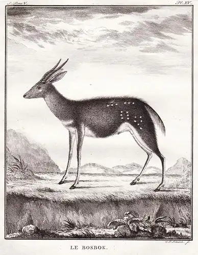 Le Bisbok - Buschbock bushbuck Reh deer Antelope Antilope Garzelle gazelle / Tiere animals animaux