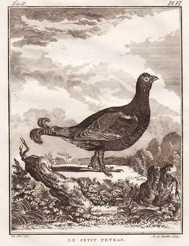 Le petit tetras - capercaillie Auerhuhn / Vogel Vögel birds bird oiseaux oiseau